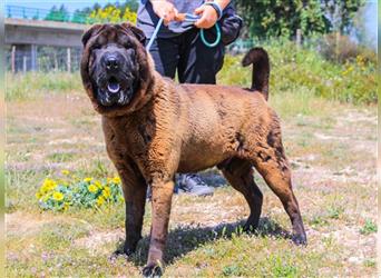 Arthur, Shar Pei , lieb und verträglich