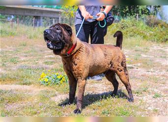 Arthur, Shar Pei , lieb und verträglich