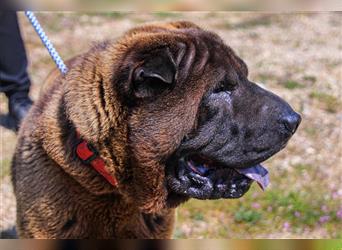 Arthur, Shar Pei , lieb und verträglich