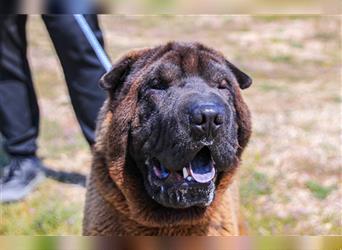 Arthur, Shar Pei , lieb und verträglich