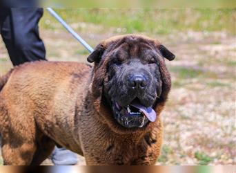 Arthur, Shar Pei , lieb und verträglich