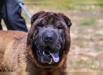 Arthur, Shar Pei , lieb und verträglich