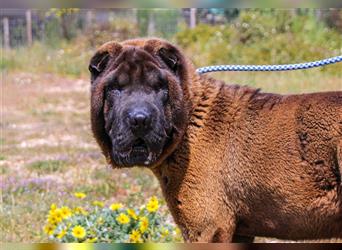 Arthur, Shar Pei , lieb und verträglich