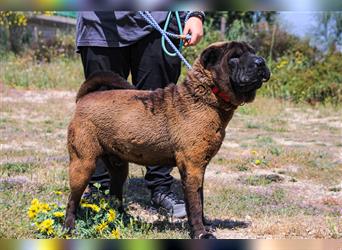 Arthur, Shar Pei , lieb und verträglich