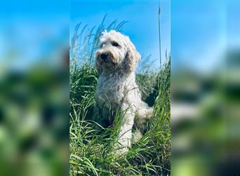 Ha Labradoodle Multigen F4 Welpen hypoallergeen