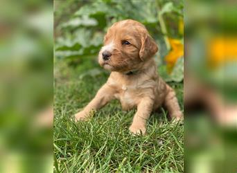 Ha Labradoodle Multigen F4 Welpen hypoallergeen