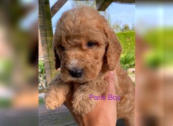 Ha Labradoodle Multigen F4 Welpen hypoallergeen