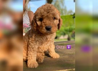 Ha Labradoodle Multigen F4 Welpen hypoallergeen