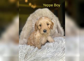 Ha Labradoodle Multigen F4 Welpen hypoallergeen