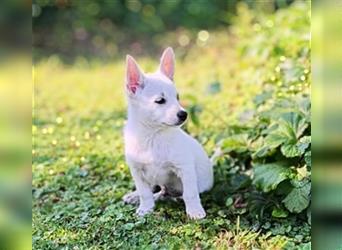 Zwergspitz-Pomeranian Mischlinge