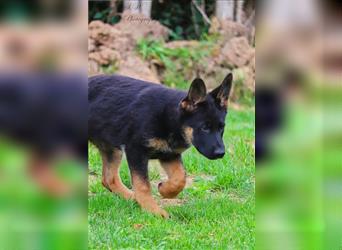 Deutsche Schäferhundwelpen suchen ein neues Zuhause