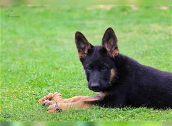 Deutsche Schäferhundwelpen suchen ein neues Zuhause