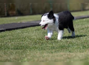 Bordercollie Welpen