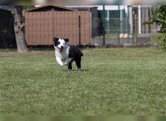 Bordercollie Welpen