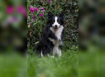 Bordercollie Welpen