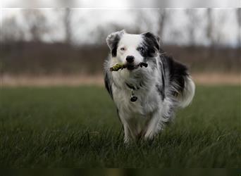 Bordercollie Welpen