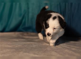 Bordercollie Welpen