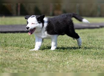 Bordercollie Welpen