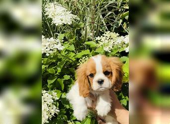 Cavalier Prinzessin sucht königliches Zuhause