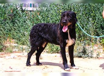 Theo, Mix Schnauzer / Serra de Aires , lieb und verträglich