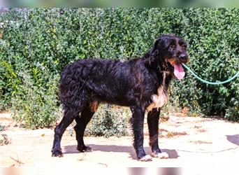 Theo, Mix Schnauzer / Serra de Aires , lieb und verträglich