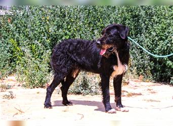 Theo, Mix Schnauzer / Serra de Aires , lieb und verträglich