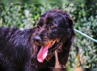 Theo, Mix Schnauzer / Serra de Aires , lieb und verträglich