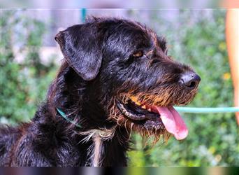 Theo, Mix Schnauzer / Serra de Aires , lieb und verträglich