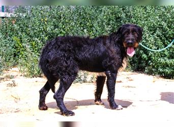 Theo, Mix Schnauzer / Serra de Aires , lieb und verträglich