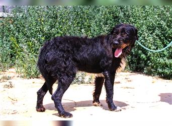 Theo, Mix Schnauzer / Serra de Aires , lieb und verträglich