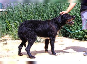 Theo, Mix Schnauzer / Serra de Aires , lieb und verträglich