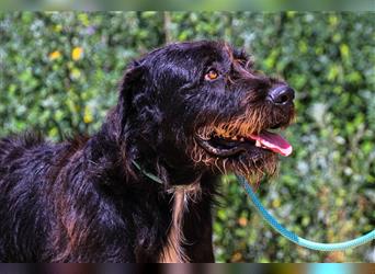 Theo, Mix Schnauzer / Serra de Aires , lieb und verträglich