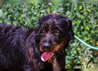 Theo, Mix Schnauzer / Serra de Aires , lieb und verträglich