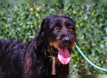 Theo, Mix Schnauzer / Serra de Aires , lieb und verträglich