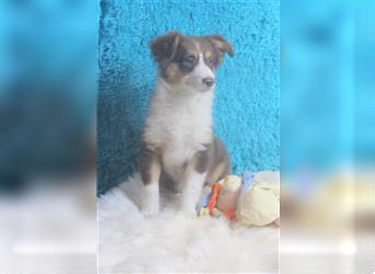 Miniature Australian Shepherd Welpen aus liebevoller Hausaufzucht ohne Abstammungsnachweis.