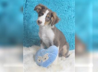 Miniature Australian Shepherd Welpen aus liebevoller Hausaufzucht ohne Abstammungsnachweis.