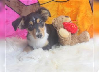 Miniature Australian Shepherd Welpen aus liebevoller Hausaufzucht ohne Abstammungsnachweis.