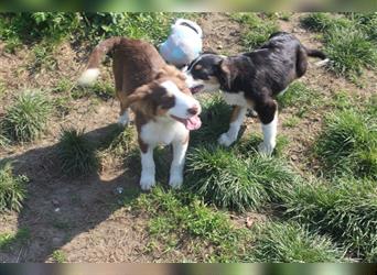 Miniature Australian Shepherd Welpen aus liebevoller Hausaufzucht ohne Abstammungsnachweis.