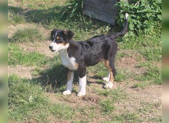 Miniature Australian Shepherd Welpen aus liebevoller Hausaufzucht ohne Abstammungsnachweis.