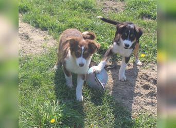 Miniature Australian Shepherd Welpen aus liebevoller Hausaufzucht ohne Abstammungsnachweis.