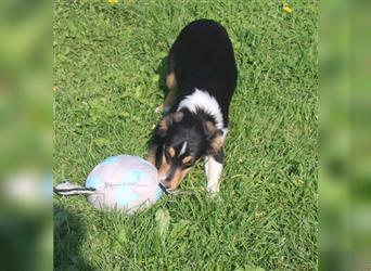 Miniature Australian Shepherd Welpen aus liebevoller Hausaufzucht ohne Abstammungsnachweis.