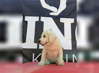 Central Asian Shepherd puppy