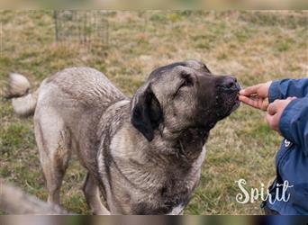 SPIRIT + SILA - die beiden Kangal-Mixe suchen gemeinsam ein Zuhause für Immer