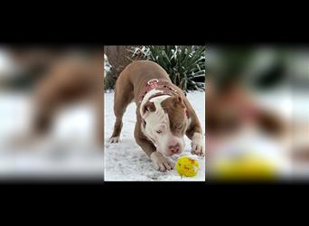 American Bully xl *Wurfankündigung für Dezember*