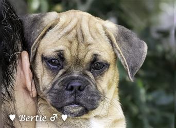 Bertie und Barbie   suchen ein Zuhause