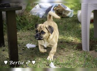 Bertie und Barbie   suchen ein Zuhause