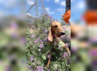 Henry - Jagdhund auf Jobsuche!