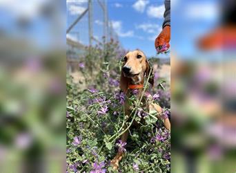 Henry - Jagdhund auf Jobsuche!