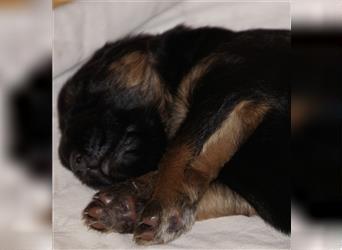 Schäferhund Welpen ( Stock und Langhaar ) mit Ahnentafel