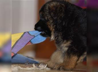 Schäferhund Welpen ( Stock und Langhaar ) mit Ahnentafel